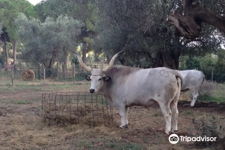 Fattoria del Marruchetone