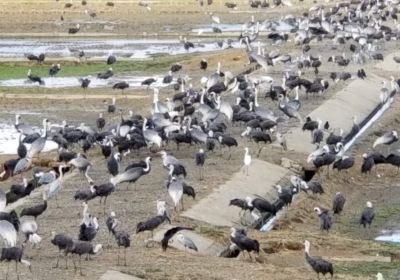 Izumi Crane Observation Centre