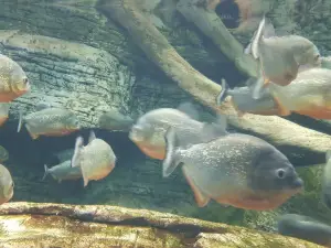 Aqua Vega Aquarium