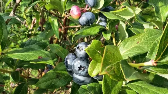 Blueberry Mountain Farm