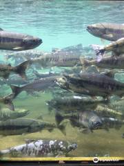 Puntledge River Hatchery