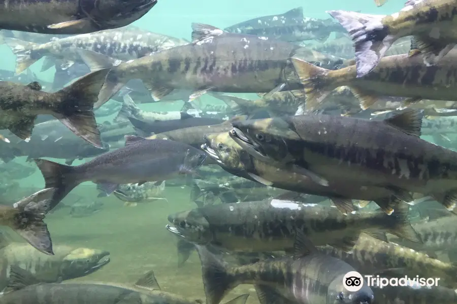 Puntledge River Hatchery