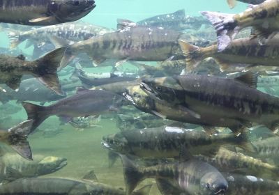 Puntledge River Hatchery