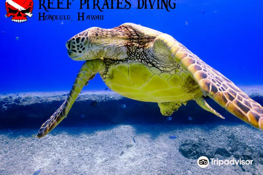 Reef Pirates Diving