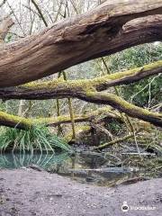 Moseley Bog