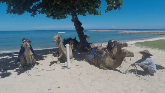 Bali Camel Safari