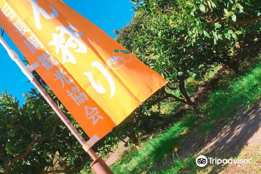 Osaka Orange Farm