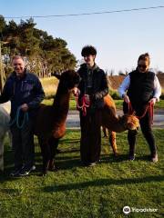 Claireville Alpacas