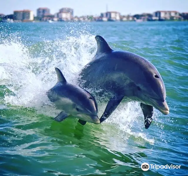 Dolphin Racer