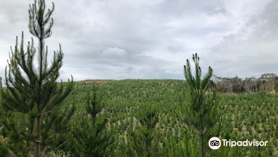Woodhill Mountain Bike Park