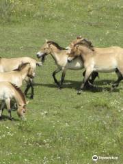 Urwildpferde im Naturschutzgebiet Tennenloher Forst