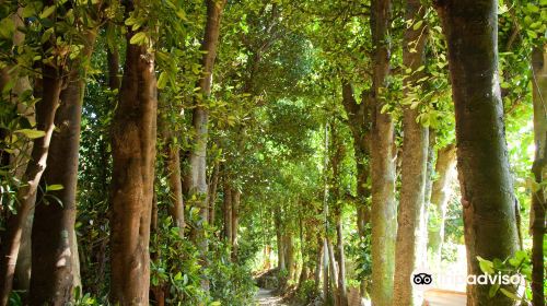 Bise-Fukugi Tree Road