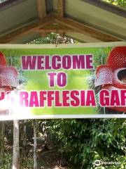 Adenna Rafflesia Garden, Poring, Sabah.