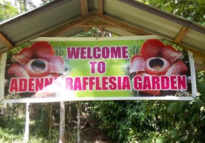 Adenna Rafflesia Garden, Poring, Sabah.