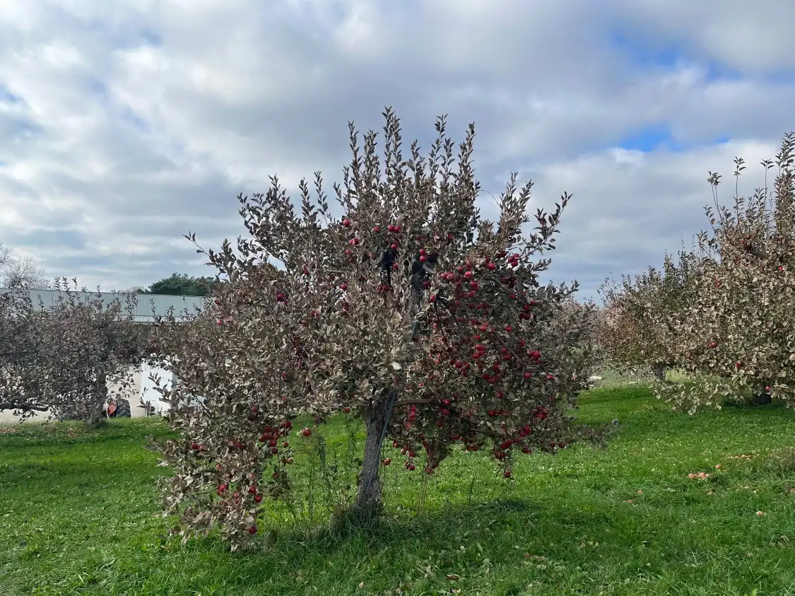Hotels in der Nähe von Sekapp Orchard