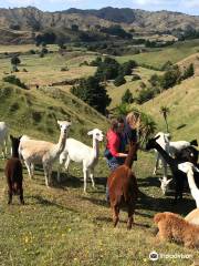 新西蘭最大羊駝農場