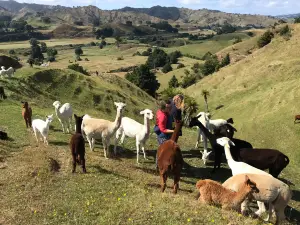 Nevalea Alpacas