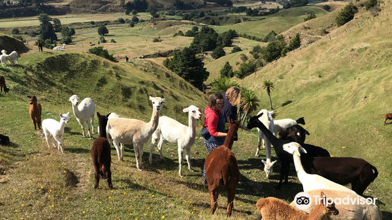 Nevalea Alpacas