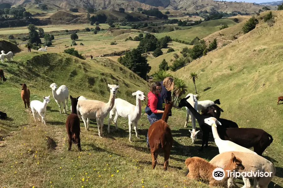 Nevalea Alpacas