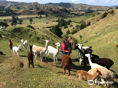 Nevalea Alpacas