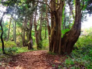 Genso no Mori (Fantasy Forest)
