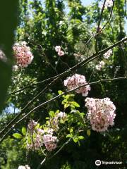 Jardin de Jumaju Conservatoire National de Roses Anciennes