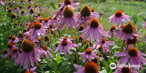 Parc de les Olors d'Araos