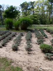 Cape Cod Lavender Farm