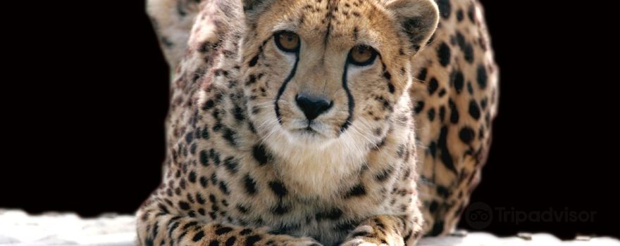 Exmoor Zoological and Conservation Centre