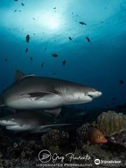 Moorea Blue Diving