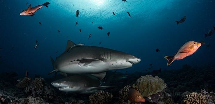 Moorea Blue Diving Center