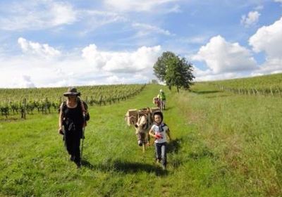 Les Ânes de la Vallée du Lot