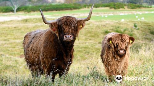 Aberdeenshire Highland Beef