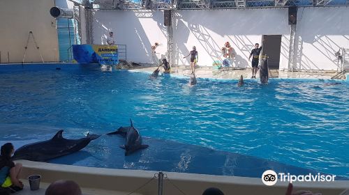 Anapa Dolphinarium (Nemo)