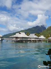 Moorea Dolphin Center