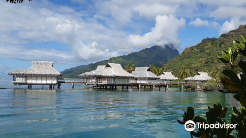 Moorea Dolphin Center