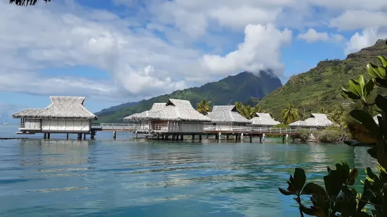 Moorea Dolphin Center