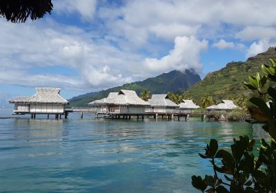 Moorea Dolphin Center