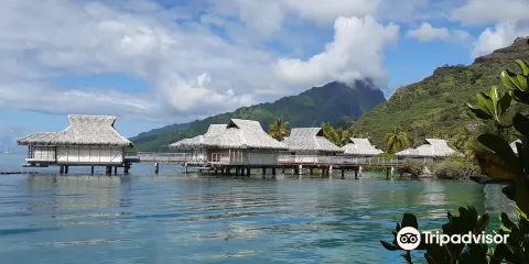 茉莉雅島海豚中心