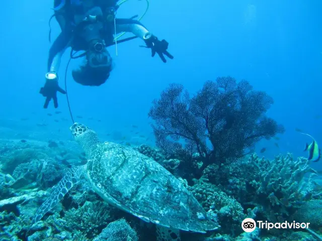 Scuba Diving in Penida Island