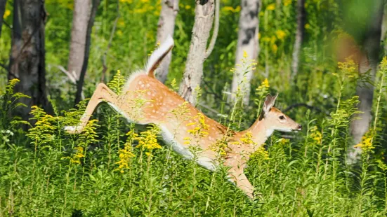 Woodland Hills Nature Park