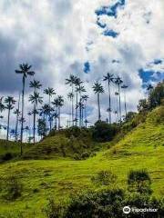 Bosque de Palma de Cera