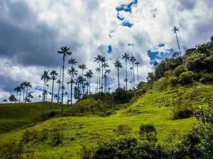 Bosque De Palma De Cera "La Samaria"