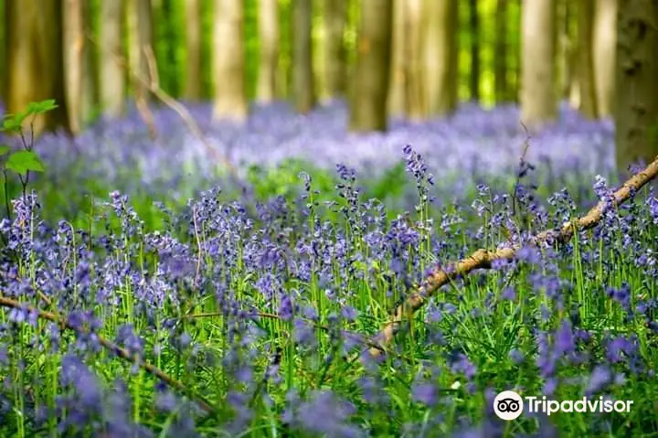 Hallerbos - ‘'The Blue Forest’'