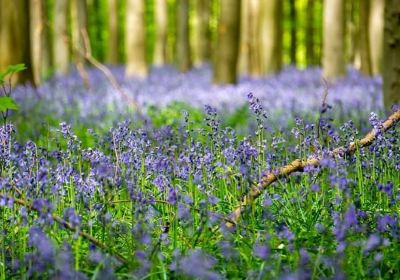 Hallerbos - ‘'The Blue Forest’'