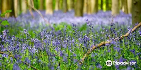 Hallerbos - ‘'The Blue Forest’'