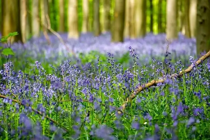Hotels near Hallerbos - ‘'The Blue Forest’'