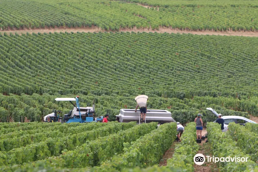 Domaine Francois Lumpp