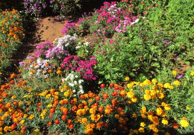 Munnar Rose Garden