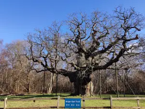 Sherwood Forest Visitor Centre